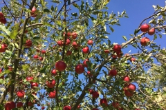 Anjas-Apfelbäume