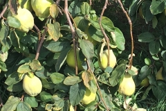 Quitten-von-der-Pflaumenwiese
