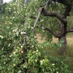 Sturmschäden Apfelbaugrundstück