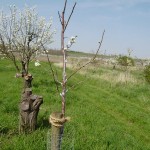 Foto: Monika Kröber - die gespendeten Pflaumenbäume blühen