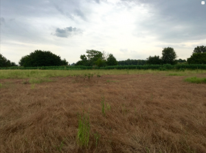 Grundstück 1719, Blick nach Norden, flachliegendes, Braunes Gras