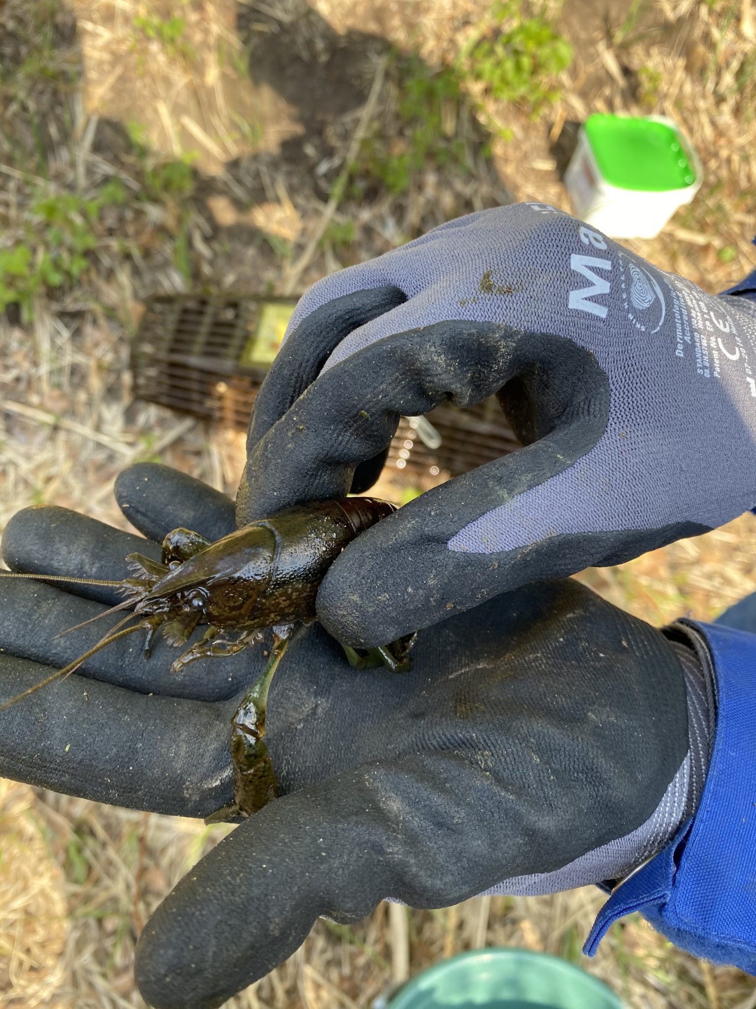 der Marmorkrebs (Procambarus virginalis) NABUGruppe Frankenthal e.V.