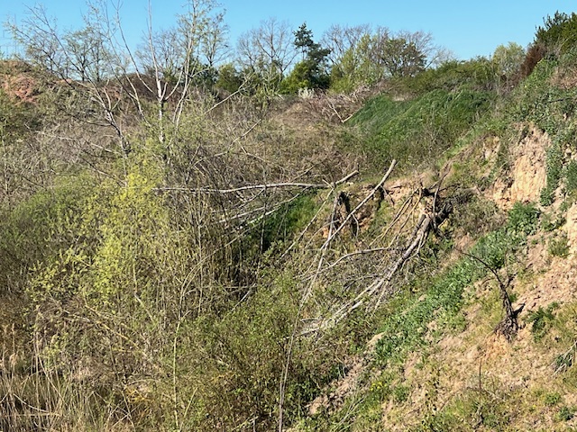 Die gefällte Akazie