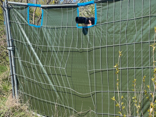 So siehts dann der Bienenfresser ;-)