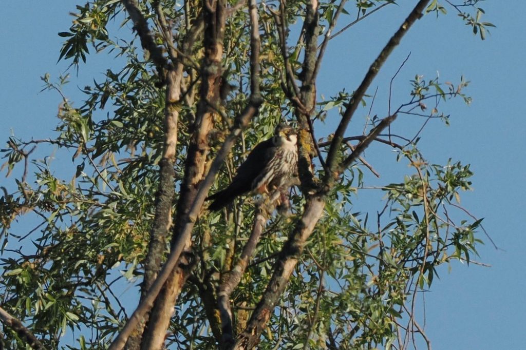 Baumfalke, das heutige Highlight