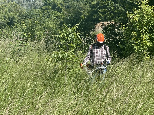 Auch die kleine Walnuss wurde freigestellt