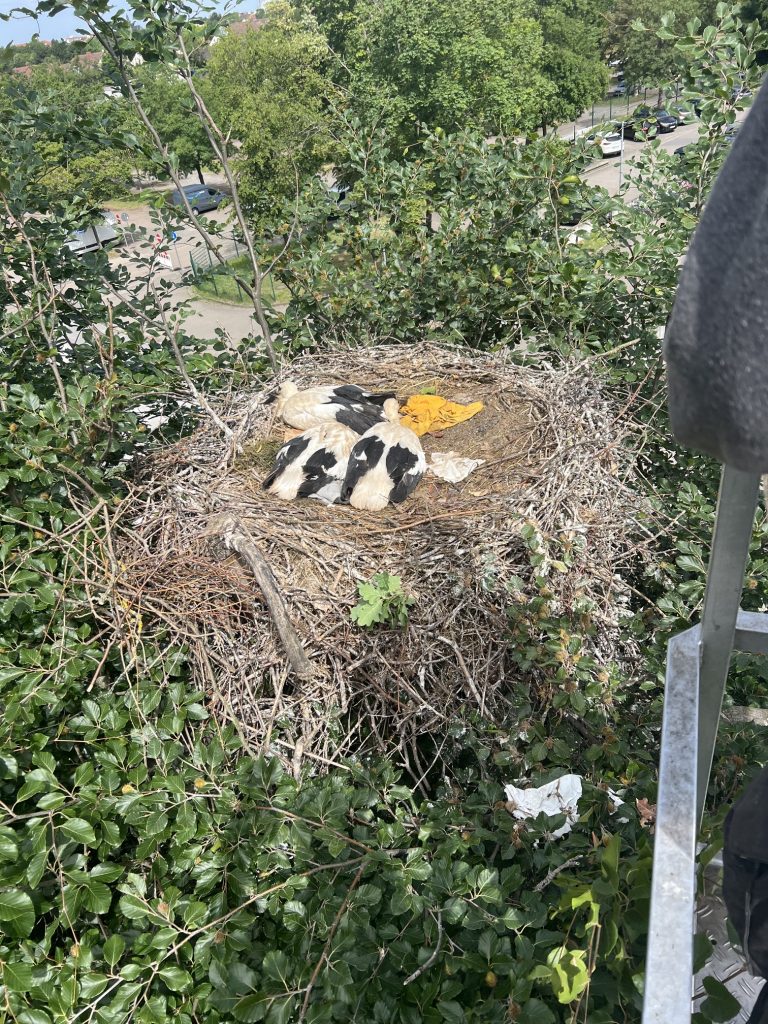 Bei den Strandbadlern waren einige Badeutensilien ins Nest eingetragen worden